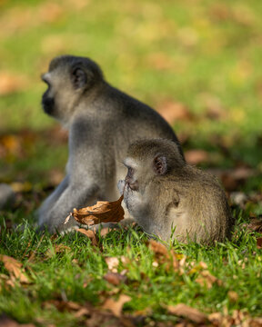 A baby vervet monkey (Chlorocebus pygerythrus) puts an autumn leaf in its mouth