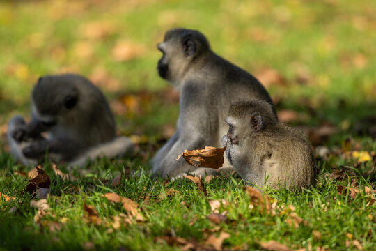 A baby vervet monkey (Chlorocebus pygerythrus) puts an autumn leaf in its mouth