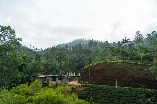 View of lush tea plantations on rolling hills with a small roadside building and dense tropical forest under an overcast sky Nallathanniya, Central Province, Sri Lanka.