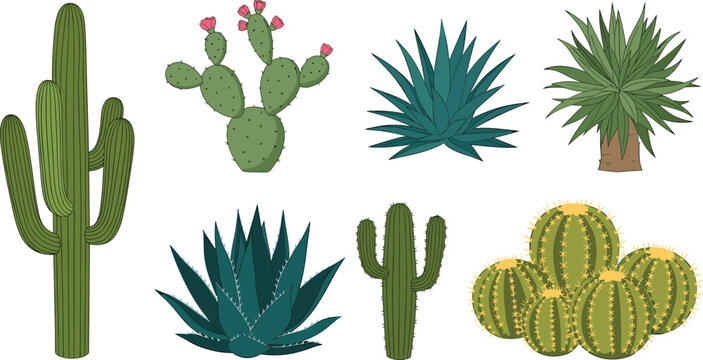 Vector illustration set of green desert plants featuring saguaro cactus prickly pear agave succulents and barrel cacti isolated on white background for nature landscape design.