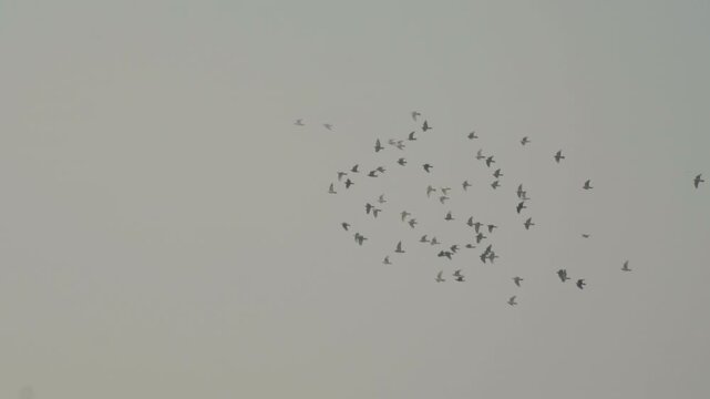 Large flock of silhouetted birds flying together in a murmuration against a moody, gray sky, showcasing the beauty of natural wildlife patterns and seasonal migration behavior