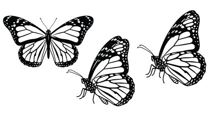 Naklejka premium three monarch butterflies in black and white line art high quality