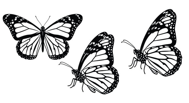 three monarch butterflies in black and white line art high quality