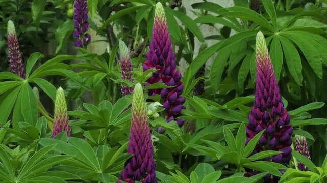 Purple and dark pink lupin spikes coming up through the foliage.