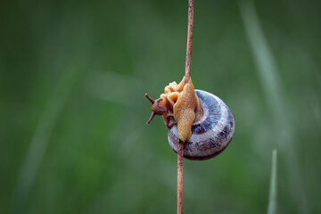 Detailed close-up of a snail with a patterned shell on a vertical dry stem © d.johns42