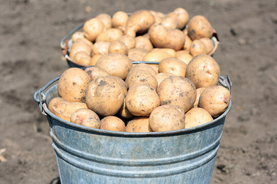 Metal buckets filled with fresh raw potatoes at local farm. Harvested organic raw potatoes represent healthy food. Agriculture lifestyle brings quality produce to consumers