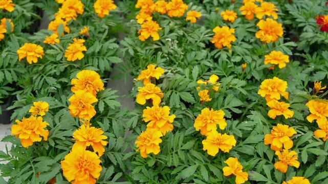 Tagetes. Marigold. Blooming orange-yellow flower heads and green leaves. Closeup of orange marigold flowers in full bloom and foliage. Garden nature background. Ornamental flowering plants. Flowerbed