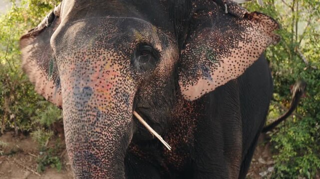 Detailed close-up view of an Indian elephant with a saddle and harness, slowly chewing a wooden stick in its mouth while standing in a natural environment with lush green foliage in the background