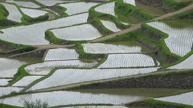 佐賀県　玄海町　浜野浦の棚田　