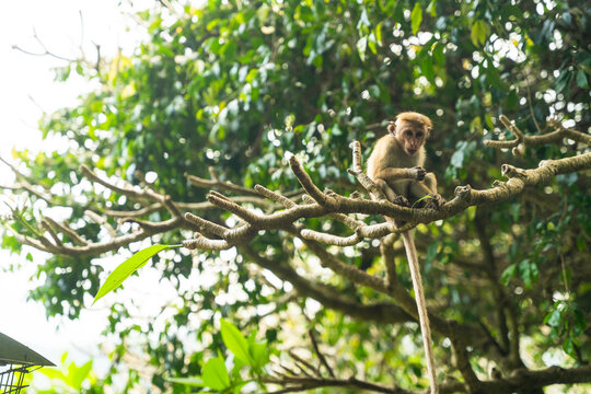 View of a toque macaque monkey perched on a tree branch amidst dense green leaves Dambulla, Central Province, Sri Lanka.