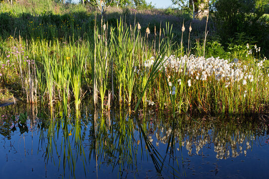 Gartenteich mit Schmalbl&auml;ttriges Wollgras (Eriophorum angustifolium) und Rohrkolben