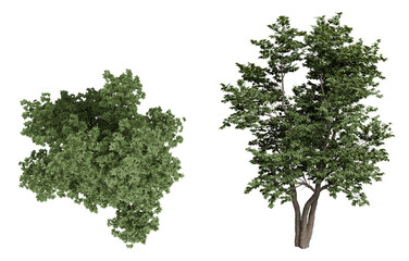 Fototapeta premium Green Bush and Tree on Black Background