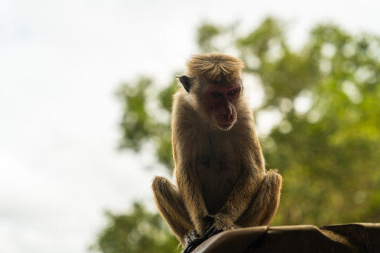 View of a toque macaque monkey sitting on a stone ledge against a backdrop of lush green trees and a bright sky in Sigiriya, Central Province, Sri Lanka.