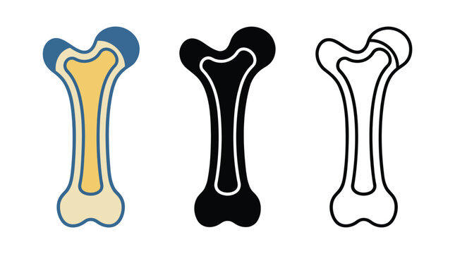 Anatomical illustration of long bone with epiphysis and diaphysis.