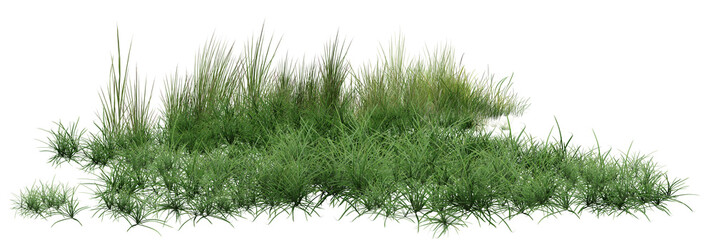 grass isolated on white background/Realistic green grass tufts isolated on white background, high-definition 3D rendering element for architectural visualization and digital art. © Saharattaphum
