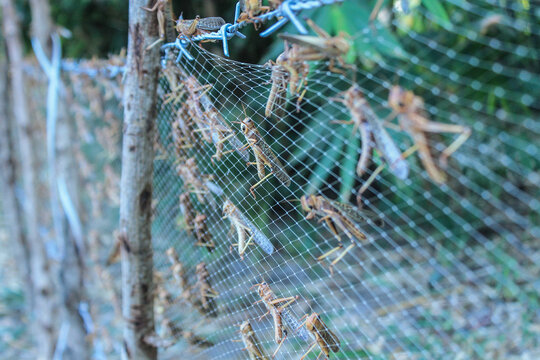 Migratory locusts attacked the urban area of Waingapu, East Sumba, in June 2017. Even bamboo leaves and tuak palm leaves were completely devoured