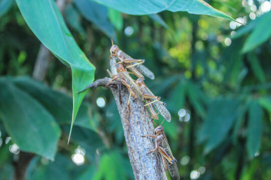 Migratory locusts attacked the urban area of Waingapu, East Sumba, in June 2017. Even bamboo leaves and tuak palm leaves were completely devoured