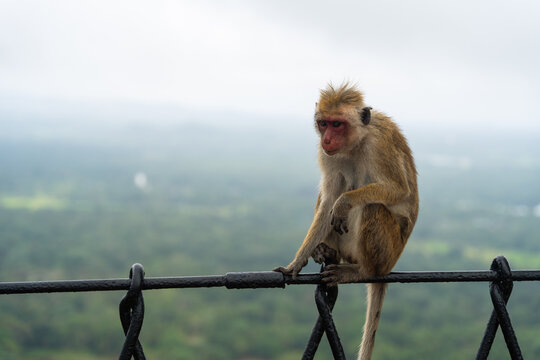 View of a toque macaque monkey sitting on a black metal fence overlooking a lush misty valley in Sigiriya, Central Province, Sri Lanka.
