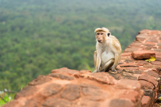 View of a toque macaque monkey sitting on an ancient red brick wall with a lush green forest background in Sigiriya, Central Province, Sri Lanka.