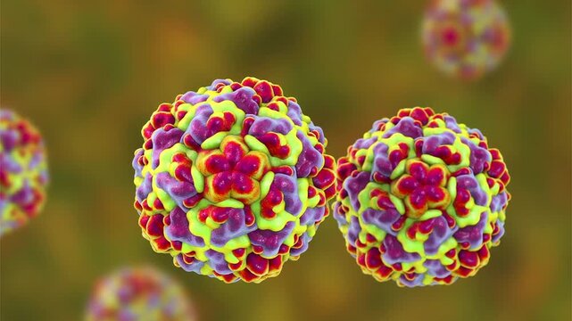 Rhinovirus particles shown in 3D animation, small non-enveloped virions causing common cold, respiratory viral infection affecting upper airways in humans.