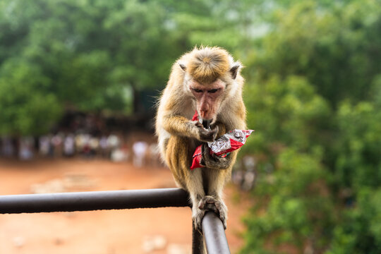 View of a toque macaque monkey sitting on a metal railing and eating from a plastic snack wrapper with lush green forest in the background Sigiriya, Central Province, Sri Lanka.