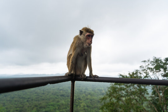 View of a toque macaque monkey sitting on a metal railing overlooking the lush tropical jungle and distant hills under a cloudy sky in Sigiriya, Central Province, Sri Lanka.