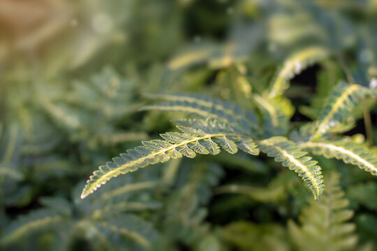 Fresh green fern leaves of Pteridium Aquilinum in soft sunlight with shallow depth of field, natural botanical background
