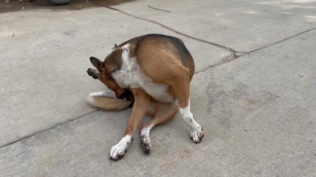 Dog scratching its ear with its hind leg while sitting on a concrete surface