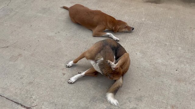 Dog scratching its ear with its hind leg while sitting on a concrete surface