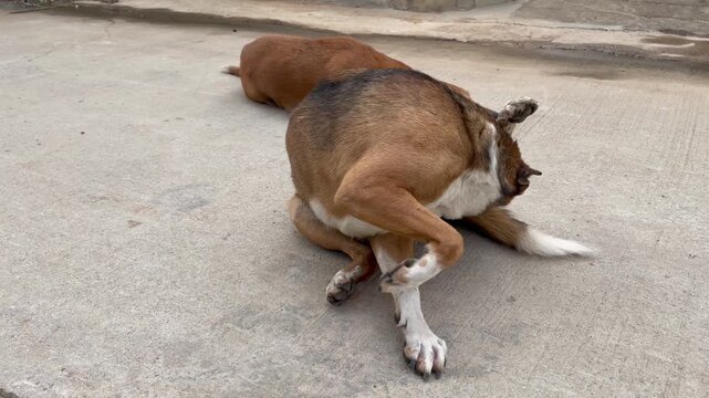 Dog scratching its ear with its hind leg while sitting on a concrete surface