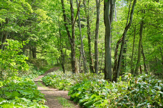 野幌森林公園の登満別口に広がる瑞々しい新緑の遊歩道 Fresh green trail at the Tomanbetsu entrance of Nopporo Forest Park