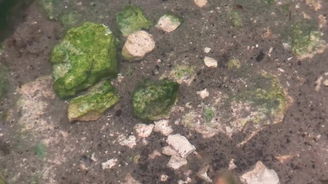 Mosquito larvae Culex pupae swimming in shallow natural mossy water