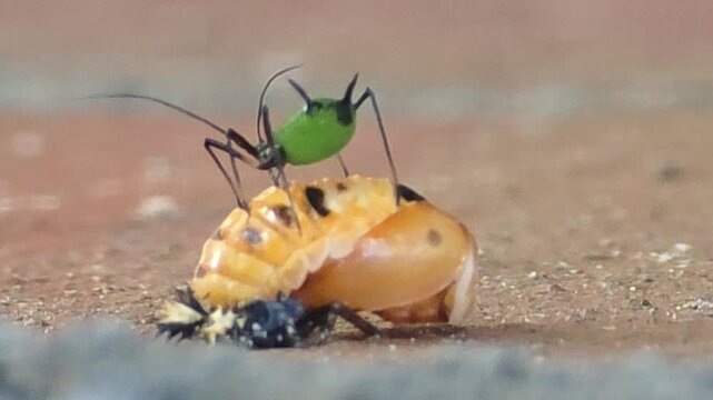 
An aphid walking on a ladybug pupa, an ironic moment of a prey on its predator.
무당벌레 번데기 위를 기어 다니는 진딧물, 천적 위에 올라탄 먹이의 아이러니한 순간.

 