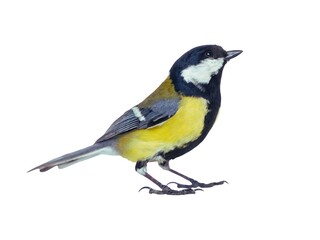 blue tit isolated on white © Bou