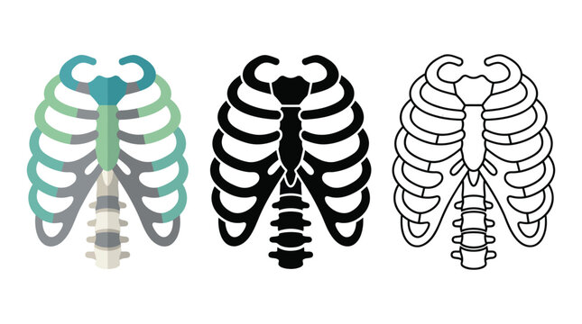 Illustration of human rib cage anatomy with sternum and vertebrae.