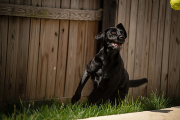 Black Labrador Action Shot © Chanell