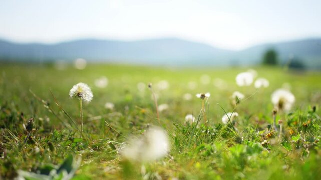Green grass with white fluffy dandelions in the mountains at sunset. Plants swaying in the light wind. Mountains and sky in the background. Beautiful summer nature. Selective focus

