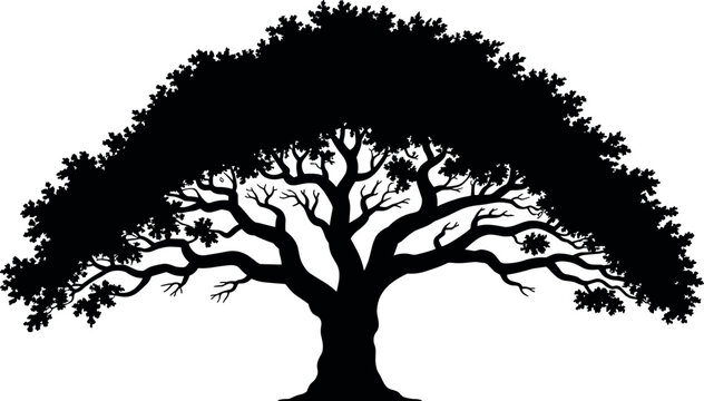 Southern live oak tree vector silhouette with spreading branches and dense canopy isolated on white background for landscape design element