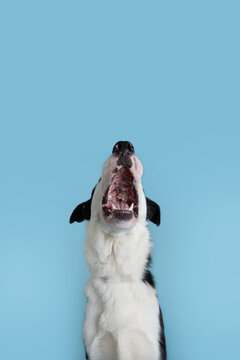 Dog catching Dehydrated lung treats o Dried lung treats. Isolated on white background