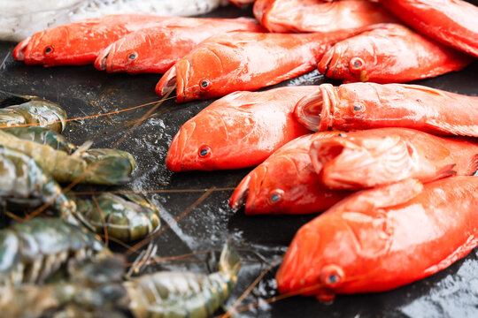 View of fresh red fish and large prawns displayed on a dark wet surface at a local market in Galle, Southern Province, Sri Lanka.
