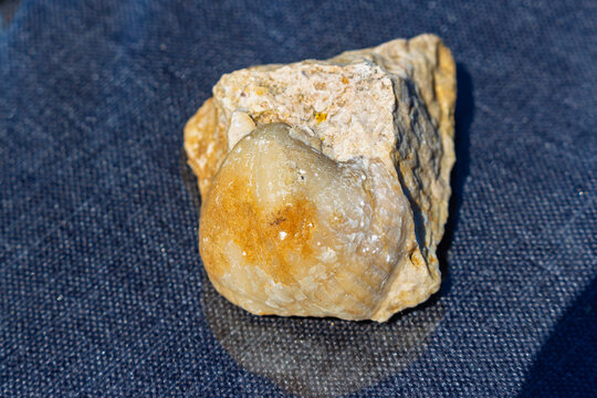 Ancient fossilized brachiopod shell embedded in a textured limestone rock fragment, showcasing prehistoric marine biology and geological history on a dark blue fabric background