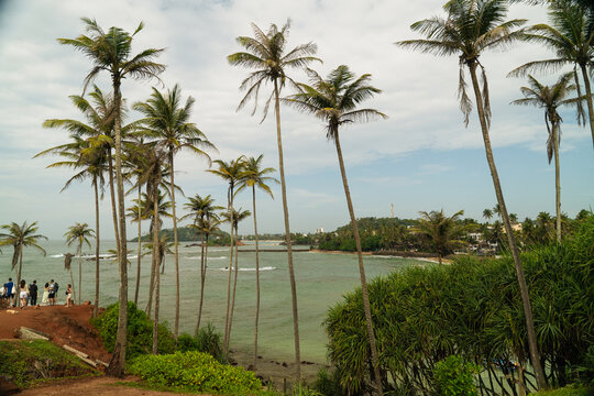 View of tall palm trees at Coconut Tree Hill overlooking the turquoise ocean and coastline with people standing on the shore Mirissa, Southern Province, Sri Lanka.