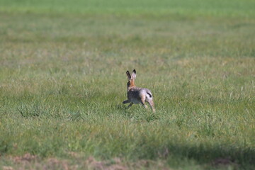Zając szarak (Lepus europaeus) w pełnym biegu na zielonej łące © Joanna