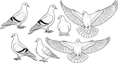 Pigeon and Dove Bird Sketch Vector Set with Flying Wings Spread and Standing Line Art Designs © MdAungur