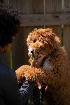 Dog eating out of hand