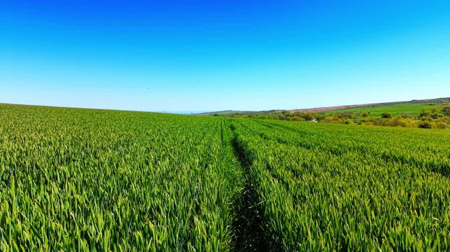 Green wheat field under clear blue sky in summer. Low angle view of vibrant green cereal crop field with tramlines under a clear blue sky.