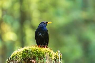 Fototapeta premium Blackbird on a mossy stump in a spring forest.