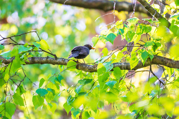 Fototapeta premium A blackbird perches on a birch branch in a forest.