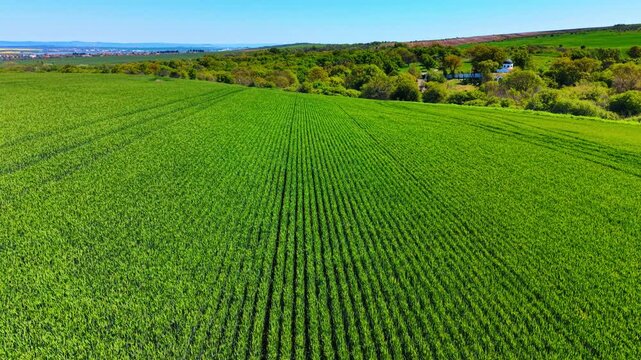 Drone perspective of green cereal field and small chapel. Aerial shot of young green grain crops in rows stretching towards a wooded area with a chapel.