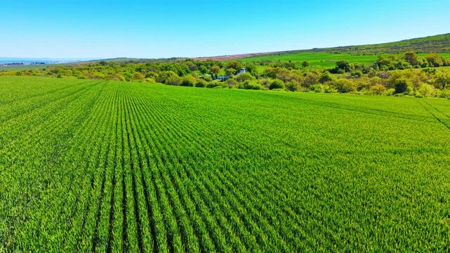 Aerial view of structured green crop field under sky. Elevated wide shot of young green cereal field rows with a distant church among trees.
